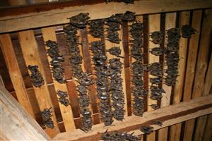 kolónia Myotis myotis v podkroví kostola