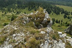 Biotop na TML, skaly s Carex rupestris.