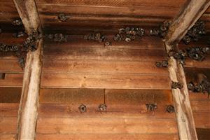 kolónia Myotis myotis v podkroví kostola