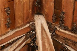 kolónia Myotis myotis v podkroví kostola