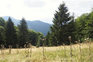 Pohľad na TML.
