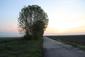trasochvost biely (5.5.2023)