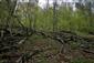 plocháč červený (24.4.2014)