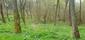 trasochvost biely (27.5.2023)