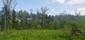 trasochvost biely (27.5.2023)