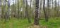 trasochvost biely (27.5.2023)
