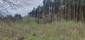 Orešnica perlavá (27.5.2023)