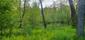 Žltochvost lesný ( hôrny) (27.5.2023)