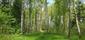 Žltochvost lesný ( hôrny) (27.5.2023)