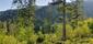 trasochvost biely (12.6.2023)