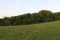 Pipíška chochlatá (20.5.2023)