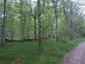 trasochvost biely (5.5.2023)