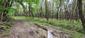 Vrana popolavá (23.5.2023)