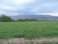 Pinka lesná (30.5.2023)