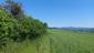 Vrana popolavá (14.5.2023)