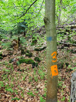 TMP 3 (A. Benova)