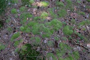 Detail Leucobryum