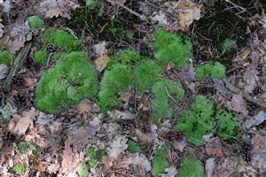 Detail Leucobryum