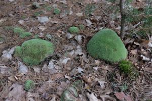 Detail Leucobryum