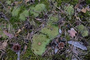Detail Leucobryum