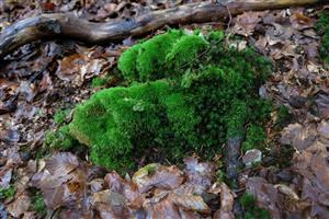 Detail Leucobryum