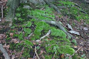 Detail Leucobryum