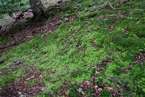Detail Leucobryum