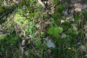 Detail Leucobryum