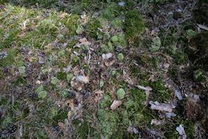 Detail Leucobryum