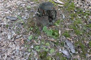 Detail Leucobryum