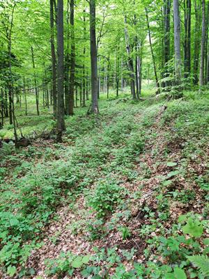 Pohľad na TML, lesná cesta