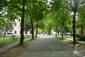 Kukučka obyčajná (jarabá) (13.5.2023)