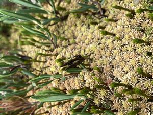 detail porastu s Andromeda polifolia