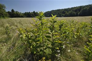 Asclepias syriaca v poraste