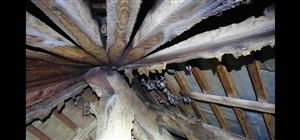 kolónia M. myotis/blythii v kostole