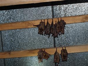 časť kolónie Myotis myotis v podkroví kostola