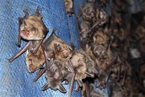 kolónia Myotis myotis v podkroví kláštora