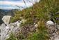 Chamorchis alpina na lokalite