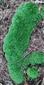 kyjanôčka zelená (21.9.2023)
