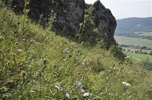 Porasty s Brachypodium pinnatum na severne orientovaných svahoch bradla, v aspekte s Libanotis pyrenaica
