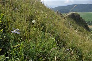 Pestré porasty s Brachypodium pinnatum v neskoroletnom aspekte s Aster amelloides