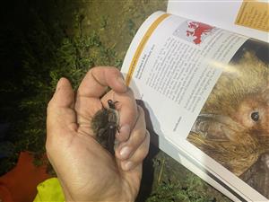 Myotis daubentonii