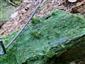detail so sporofytom Buxbaumia viridis