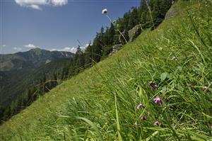 Porast s Carex sempervirens, Dianthus nitidus, Knautia kitaibelii