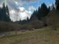 sova lesná (obyčajná) (13.3.2023)