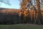 sova lesná (obyčajná) (12.4.2023)
