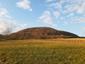 sova lesná (obyčajná) (10.5.2023)