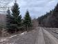 sova lesná (obyčajná) (14.3.2023)