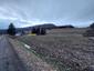 sova lesná (obyčajná) (26.4.2023)