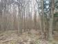 sova lesná (obyčajná) (14.3.2023)